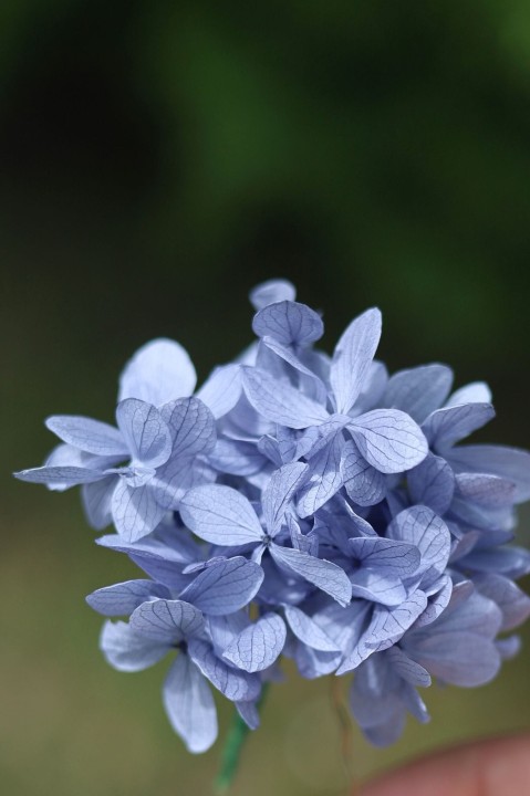 Wsuwki Kokówki Ślubne - Stabilizowana Hortensja Dusty Blue