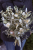 rustykalny bukiet ślubny z suszonych kwiatów w stylu polnym